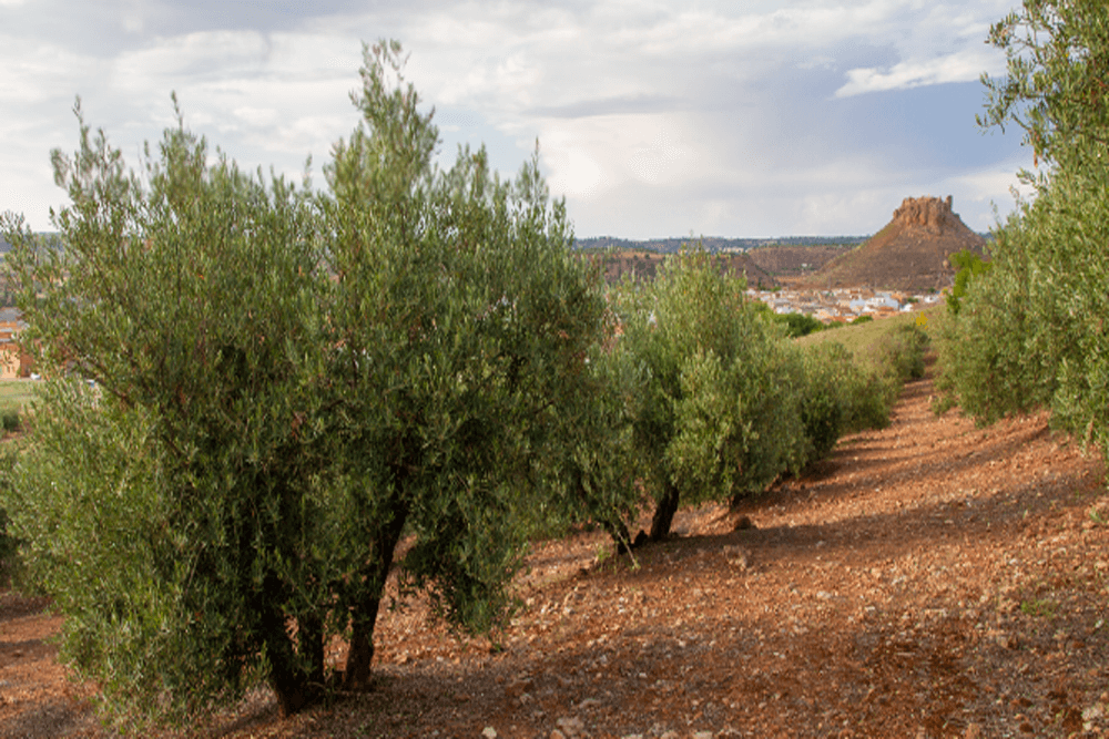 ¿Porqué Castillo de Montiel conserva su sabor tan peculiar?
